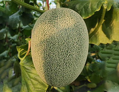Hami Melons