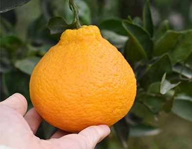 Shiranui Ugly Oranges