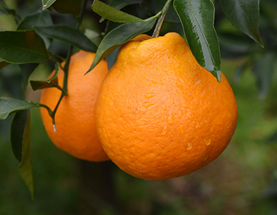  Chunjian Mandarin Oranges