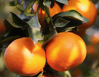Ehime Oranges