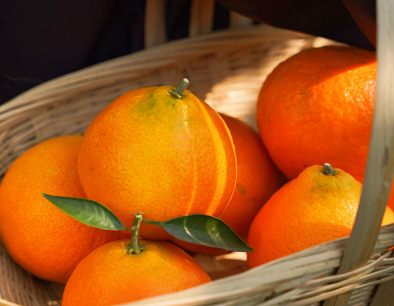 Ehime Oranges
